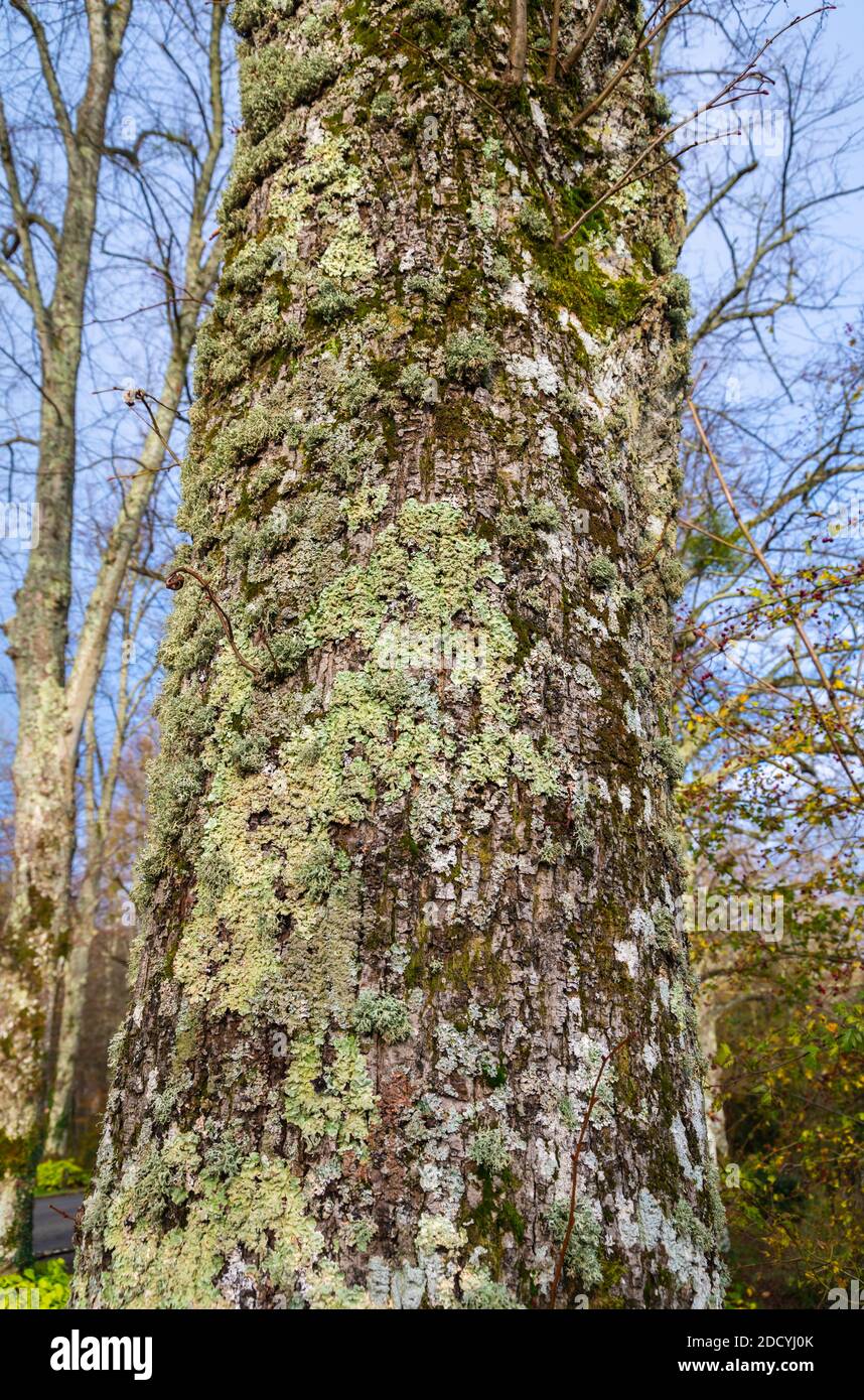 Tronco di un albero di Lime (Tilia) che mostra corteccia coperta di lichene in autunno nel Regno Unito. Foto Stock