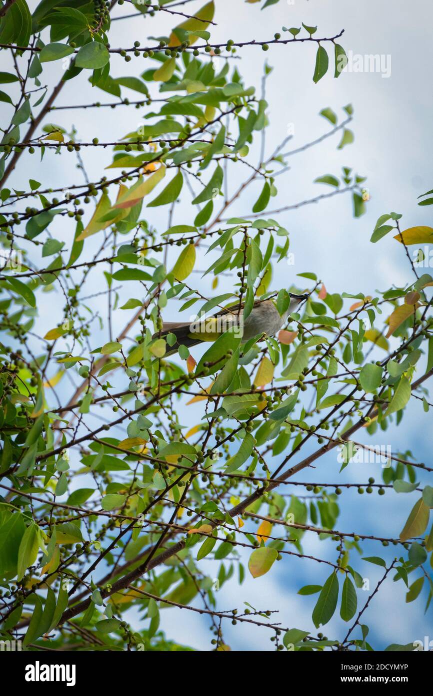 Uccello locale della Malesia che si nuota sulle bacche selvatiche che crescono nel cortile. Il bulbul ventilato in giallo mangia bacche e piccoli frutti. Foto Stock