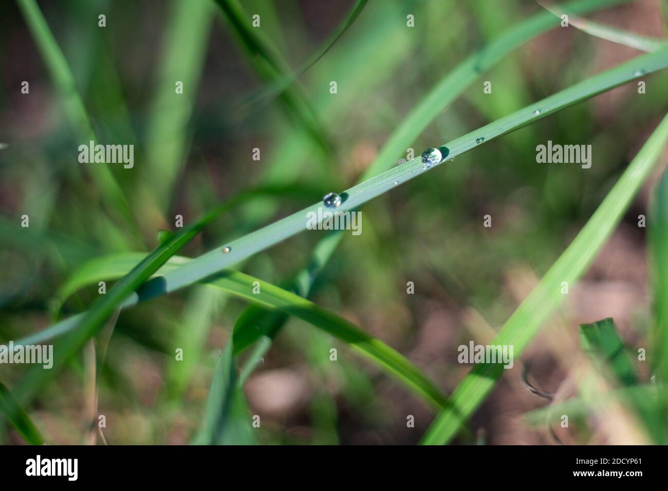 gocce di rugiada rotolano giù l'erba verde, fuoco selettivo Foto Stock
