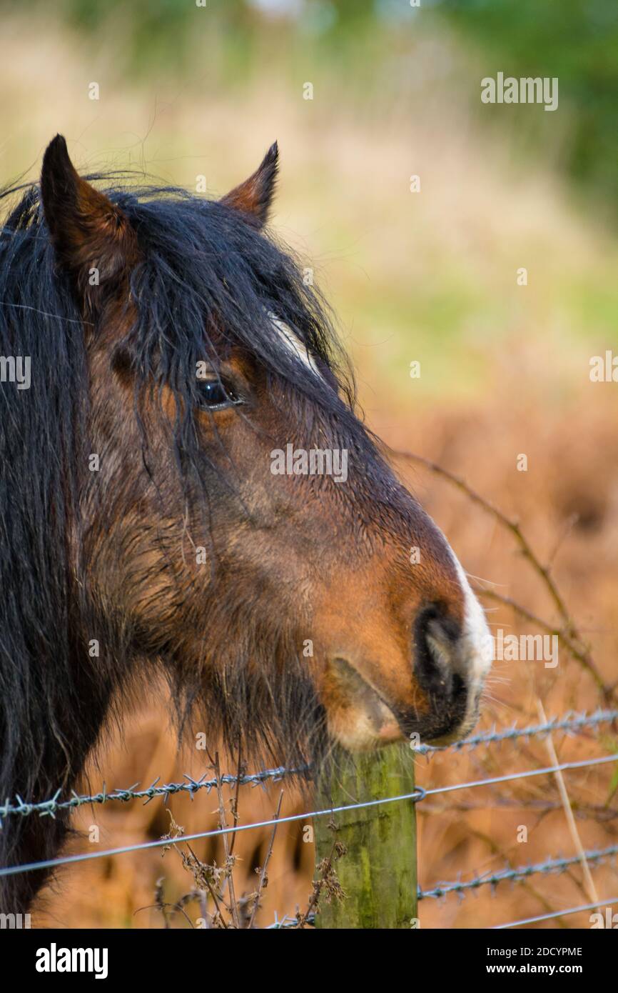 Vista ravvicinata di un bel cavallo marrone con sfondo sfocato. Foto Stock
