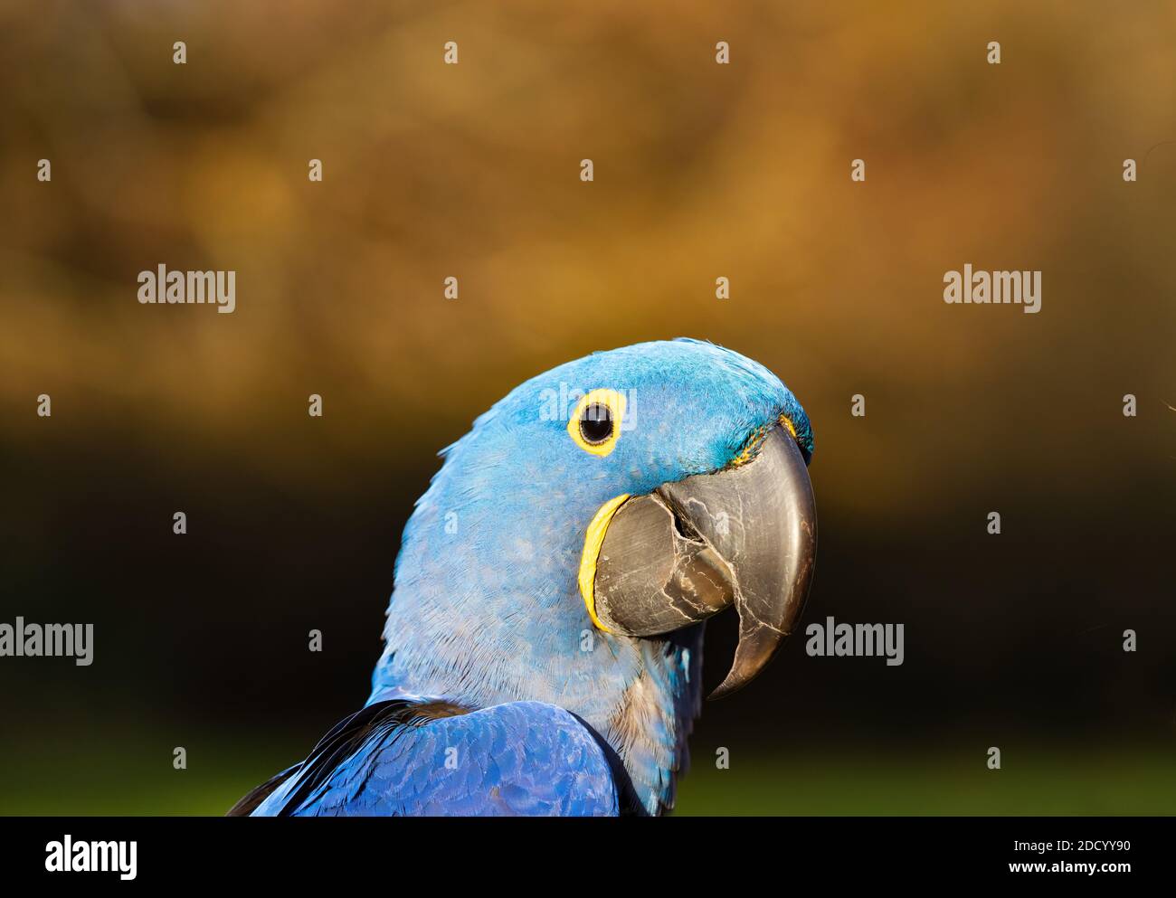 Blue Hyacinth Macaw , anodorhynchus hyacinthinus, testa di pappagallo. Foto Stock