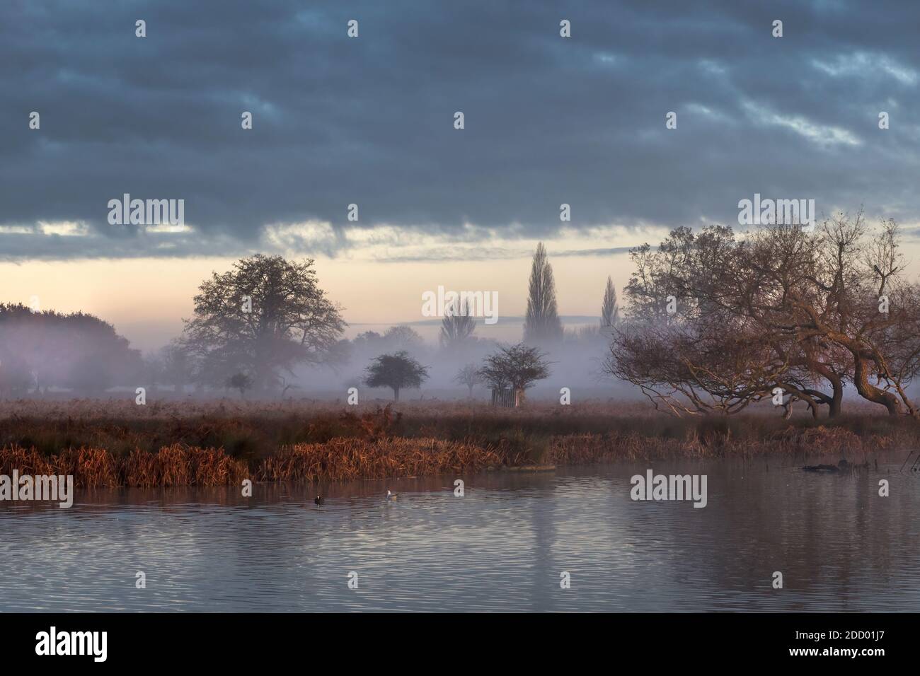 Nebbia crescente all'inizio di un freddo giorno di novembre Foto Stock