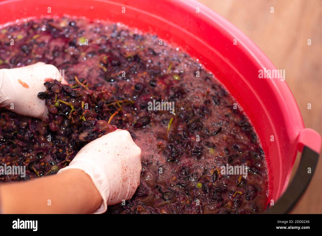 vinificazione da uve, le mani femminili schiacciano un grappolo di uva per formare il succo, fuoco selettivo Foto Stock