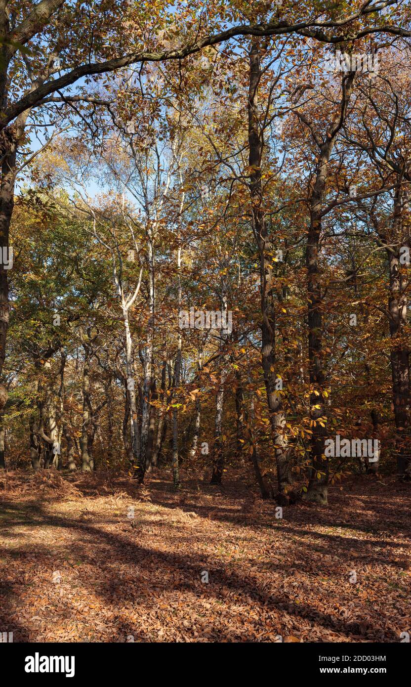 Colore autunnale sulla passeggiata boschiva con luce solare bassa. Foto Stock