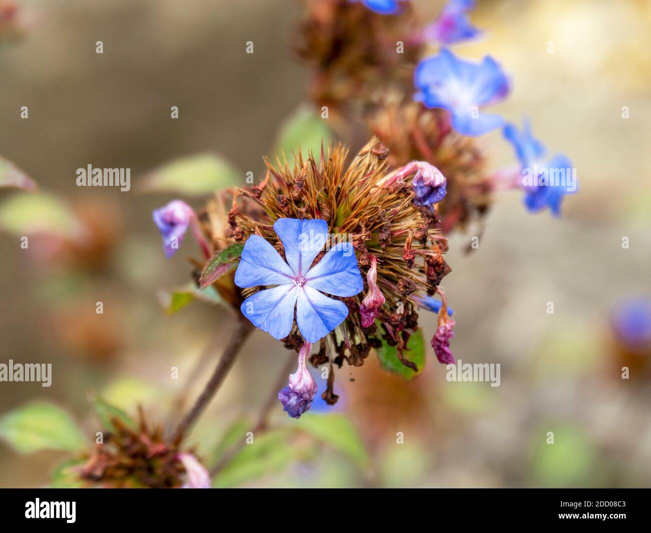 Ultimi fiori blu e foglie verdi di ceratostigma plumbaginoides, plumbago cinese Foto Stock
