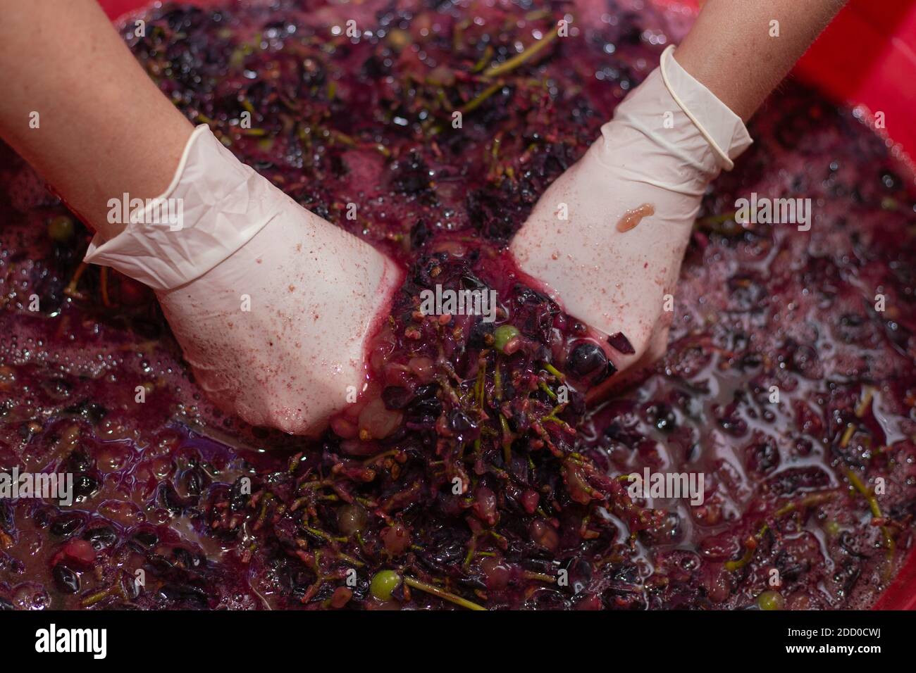 vinificazione da uve, le mani femminili schiacciano un grappolo di uva per formare il succo, fuoco selettivo Foto Stock