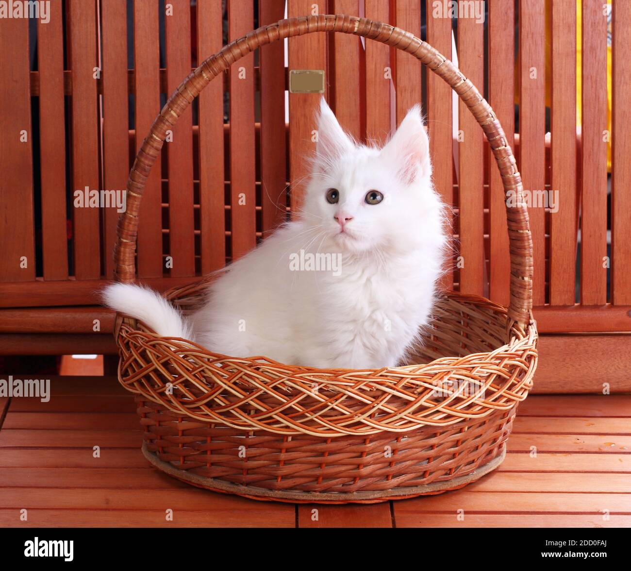 Coons maine bianco su sfondo di legno Foto Stock