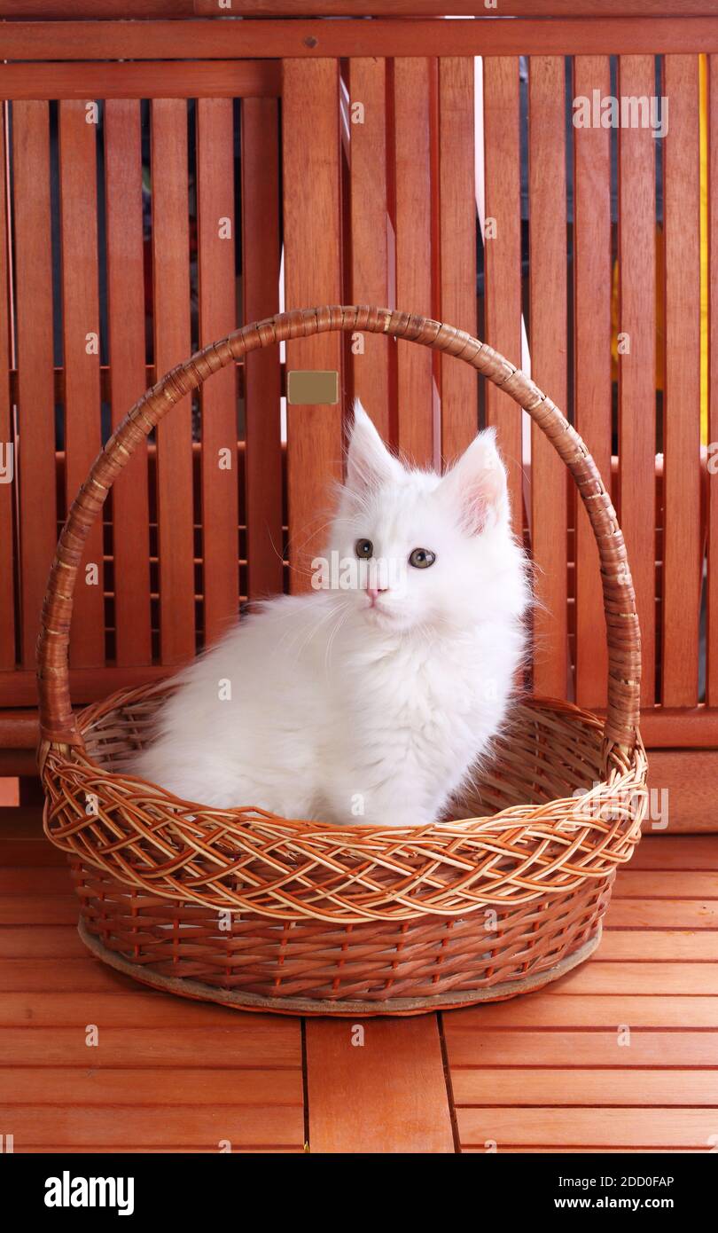 Coons maine bianco su sfondo di legno Foto Stock