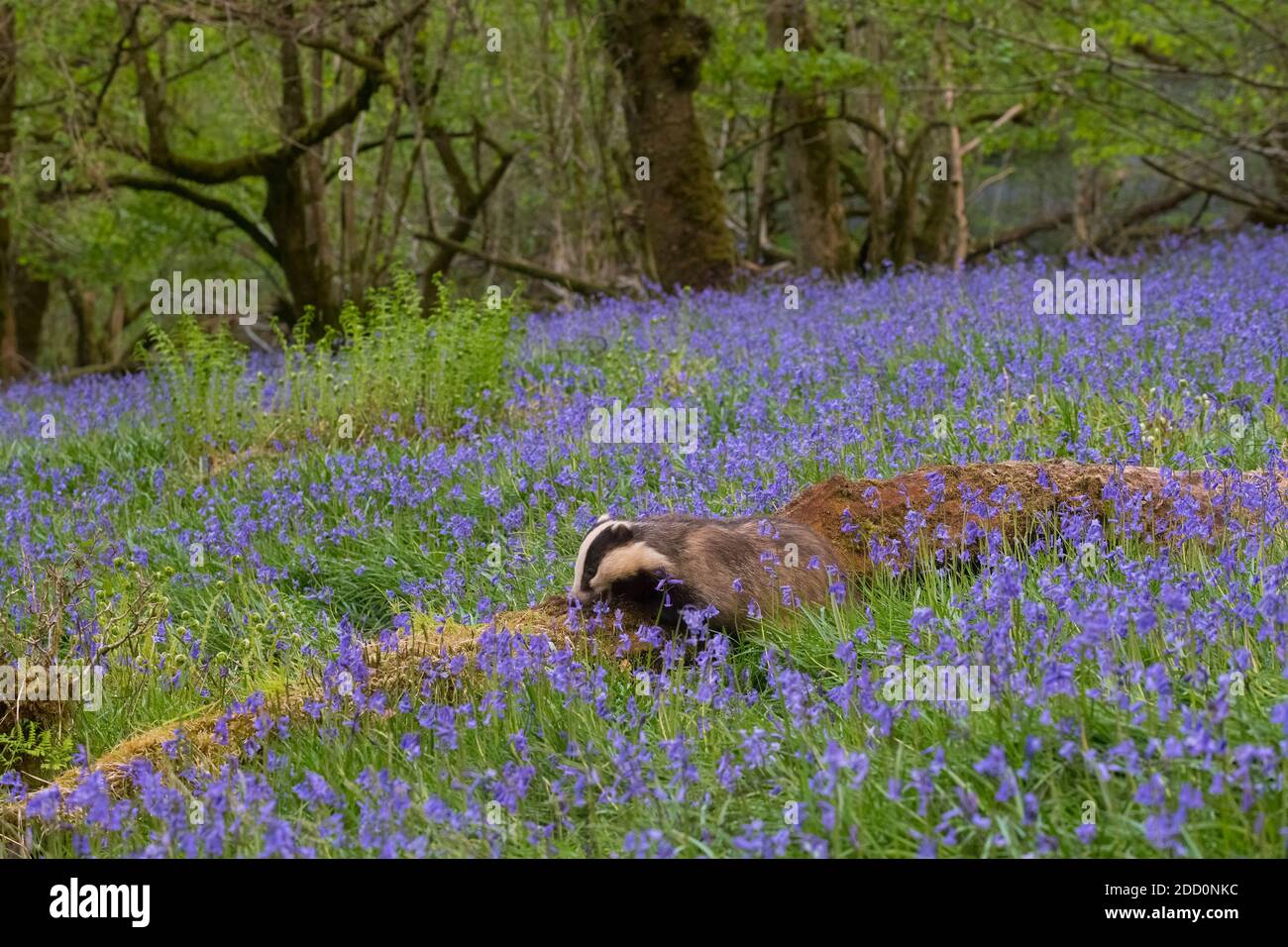 European Badger, Meles meles, nel bosco di Bluebell, Dumfries e Galloway, Scozia Foto Stock