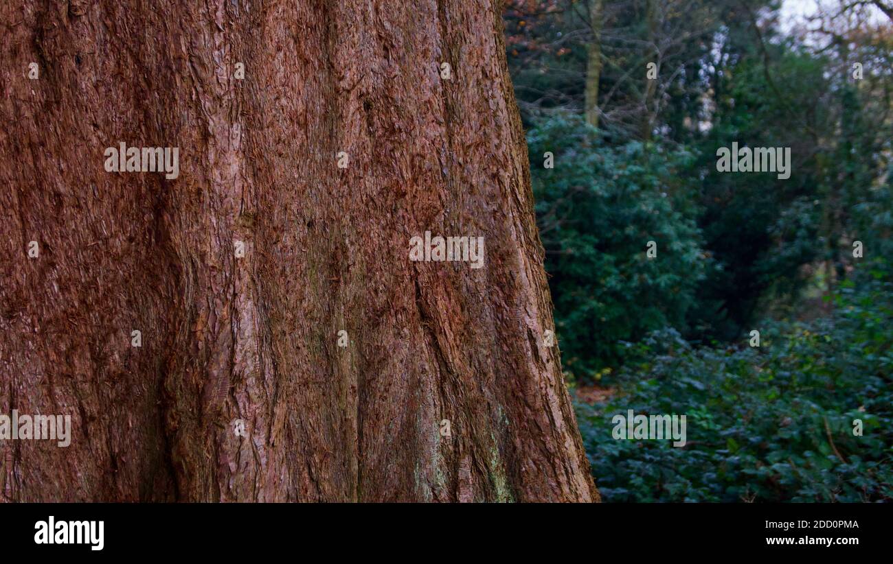 Bel tronco di conifere con spazio copia con fogliame verde sfondo Foto Stock