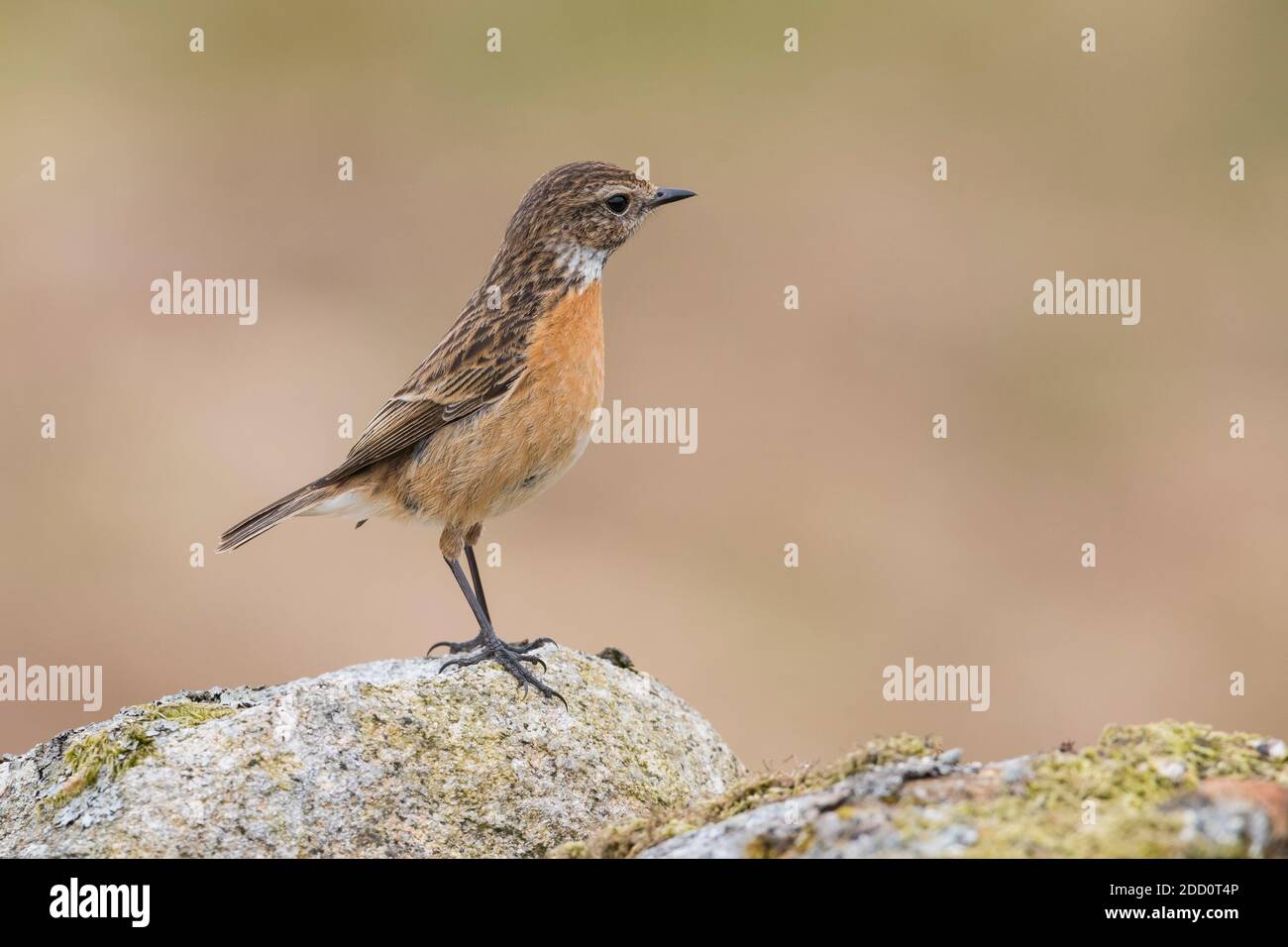 Femmina Stonechat, Saxicola rubicola, Dumfries & Galloway, Scozia Foto Stock