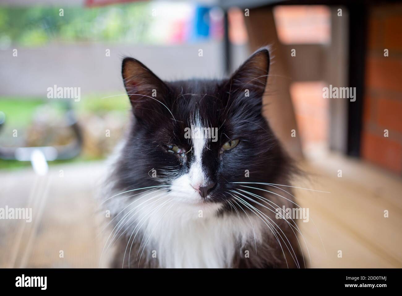 Ritratto di un gatto di strada con un occhio irritante Foto Stock Ritratto di un gatto di strada con un occhio irritante Foto Stock