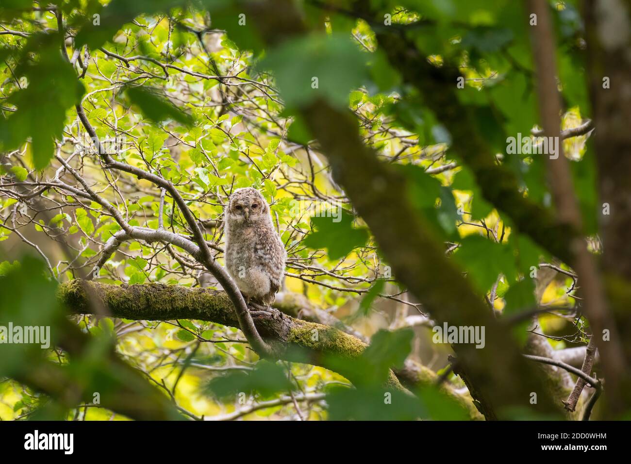 Gufo da brinda, Strix aluco, pulcino che scopa in un albero, Dumfries & Galloway, Scozia Foto Stock