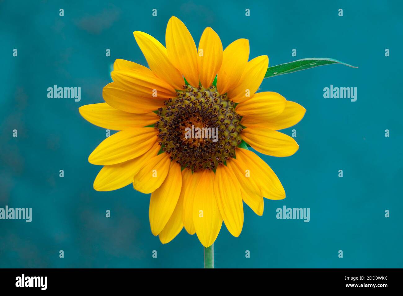 Girasole gialle e arancioni su sfondo verde acqua di mare. Spazio di copia vuoto per il contenuto dell'editor. Foto Stock
