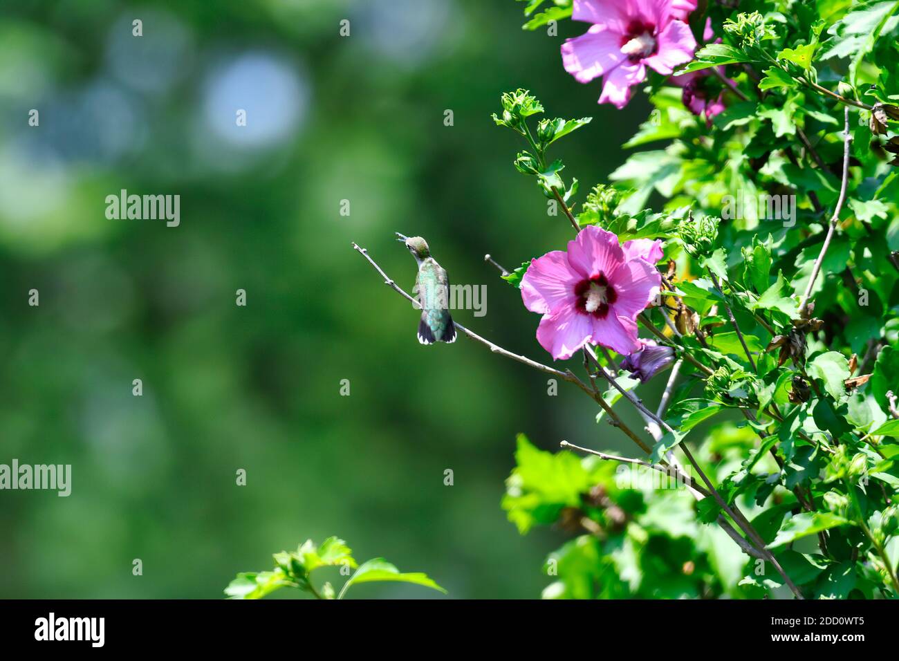 Colibrì con gola di rubino arroccato su Rose of Sharon Bush accanto a. Fiori di Hibiscus e foglie verdi che si affacciano lateralmente con Pollen Sul becco Foto Stock