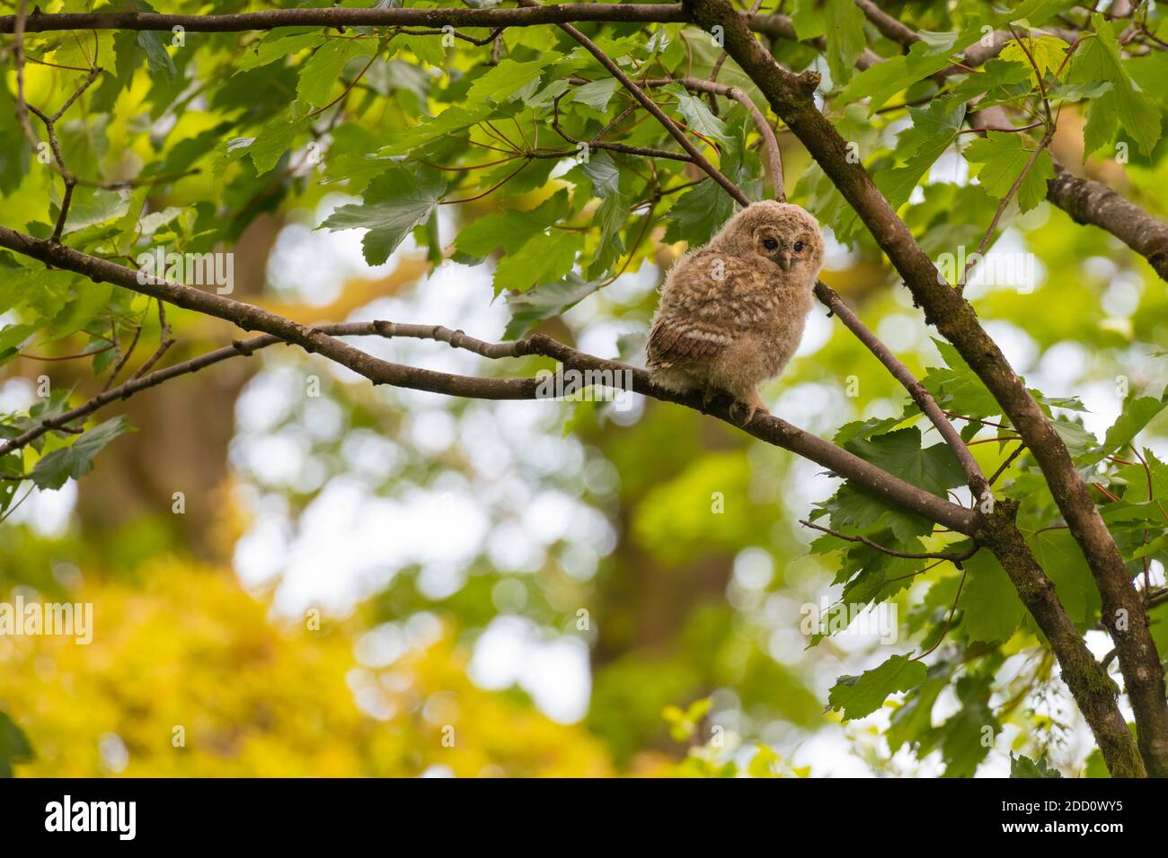 Gufo da brinda, Strix aluco, pulcino che scopa in un albero, Dumfries & Galloway, Scozia Foto Stock