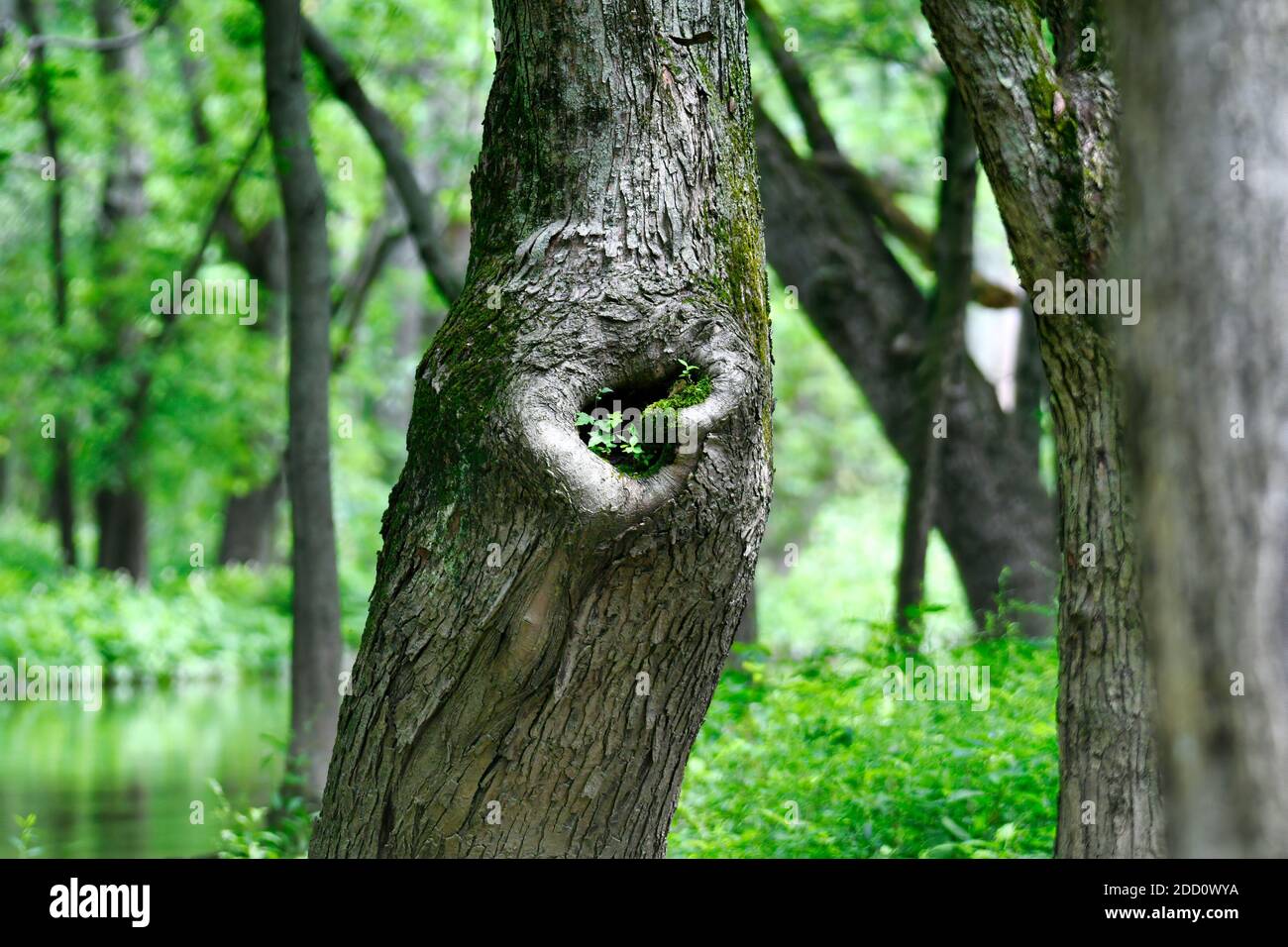 Un buco nel lato di tronco di albero cresce muschio e foglie verdi minuscoli con acqua, alberi e Foliage sfocato in background Foto Stock