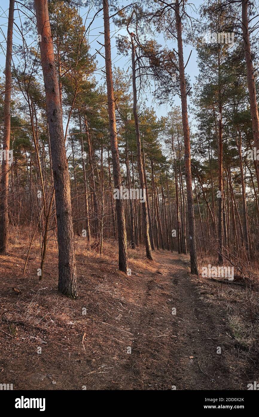 Sentiero Foresta di Pines Foto Stock