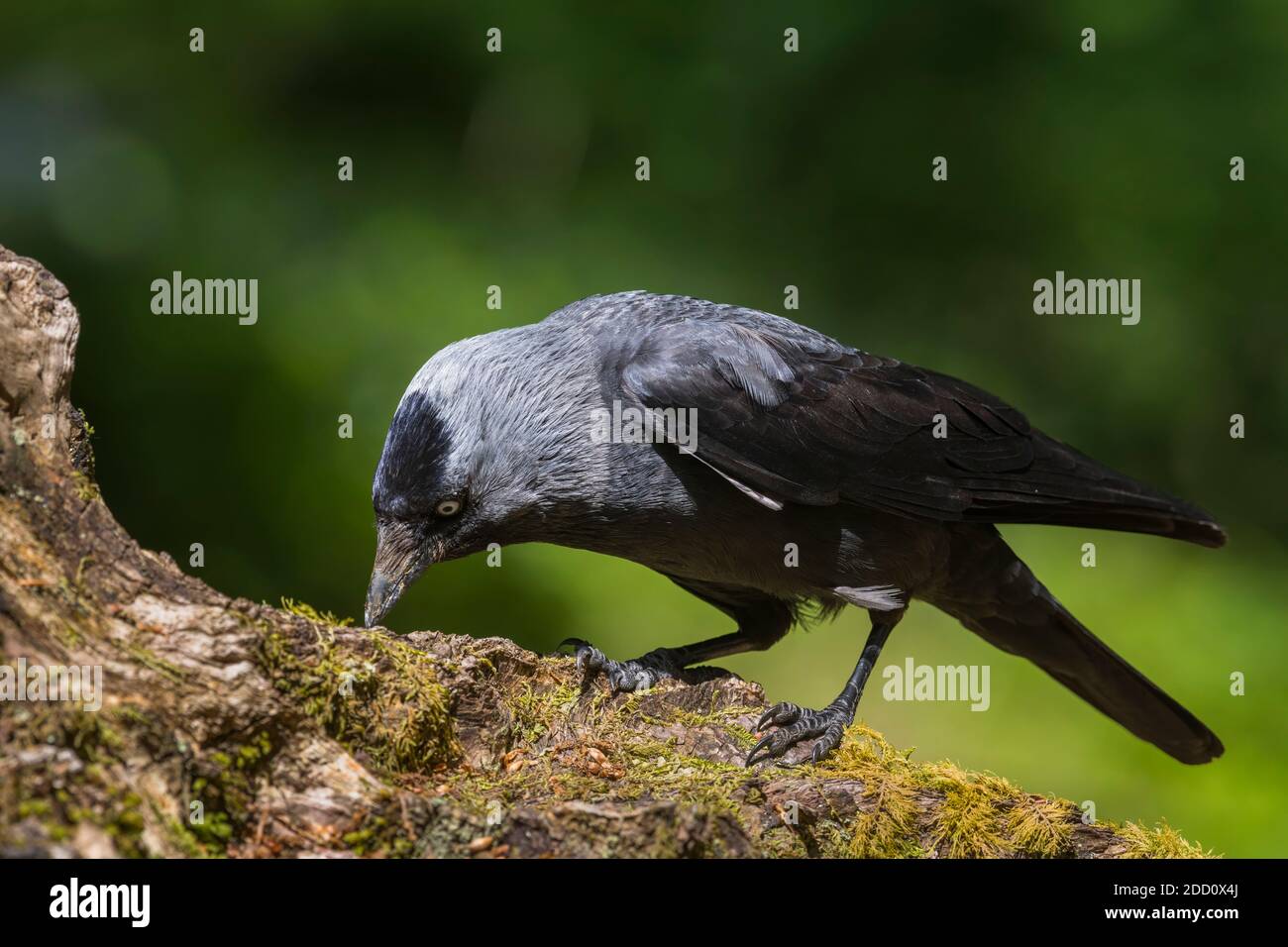 Jackdaw, Corvus monidula, foraging per cibo, Dumfries & Galloway, Scozia Foto Stock