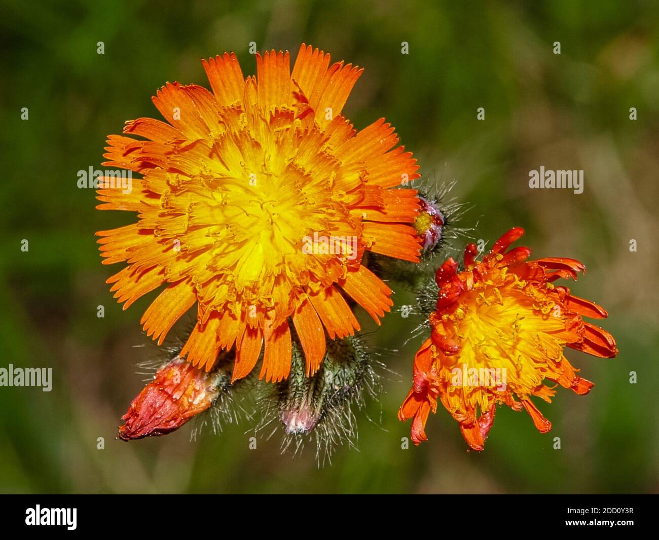 Fiori selvatici di Haliburton, ON, Canada Foto Stock