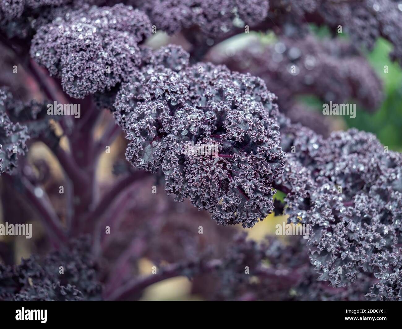 Purple curly kale pianta in allotment, dopo la pioggia. Verdure fresche Foto Stock