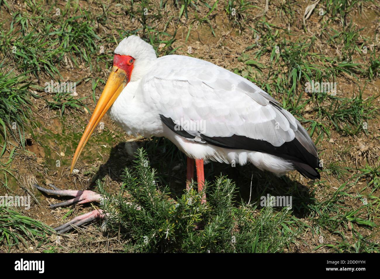 Cicogna gialla nella natura Foto Stock