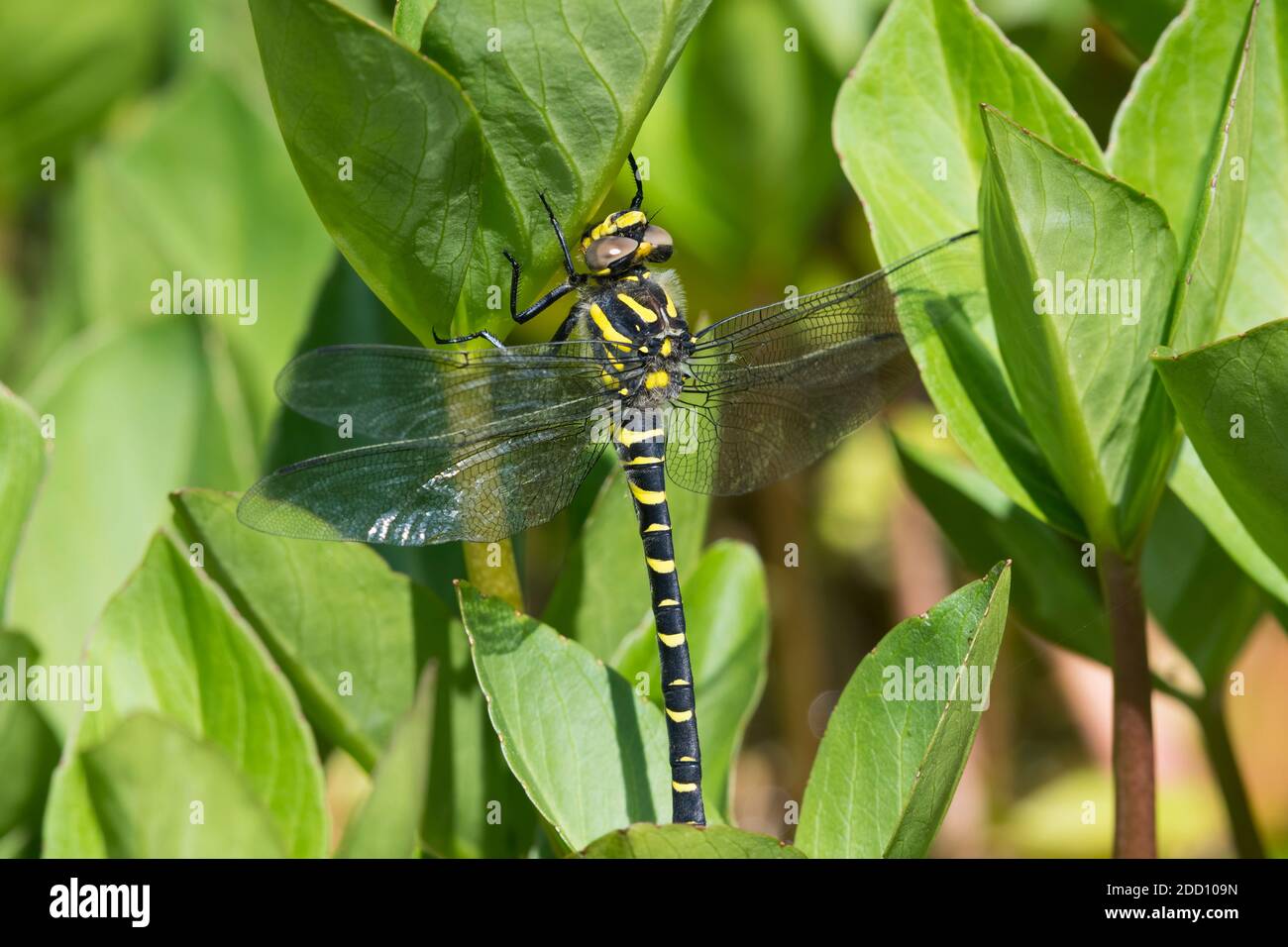 Dragonfly con anello d'oro, Cordulegaster boltonii, sulle piante di fagioli in un laghetto, Dumfries & Galloway, Scozia Foto Stock