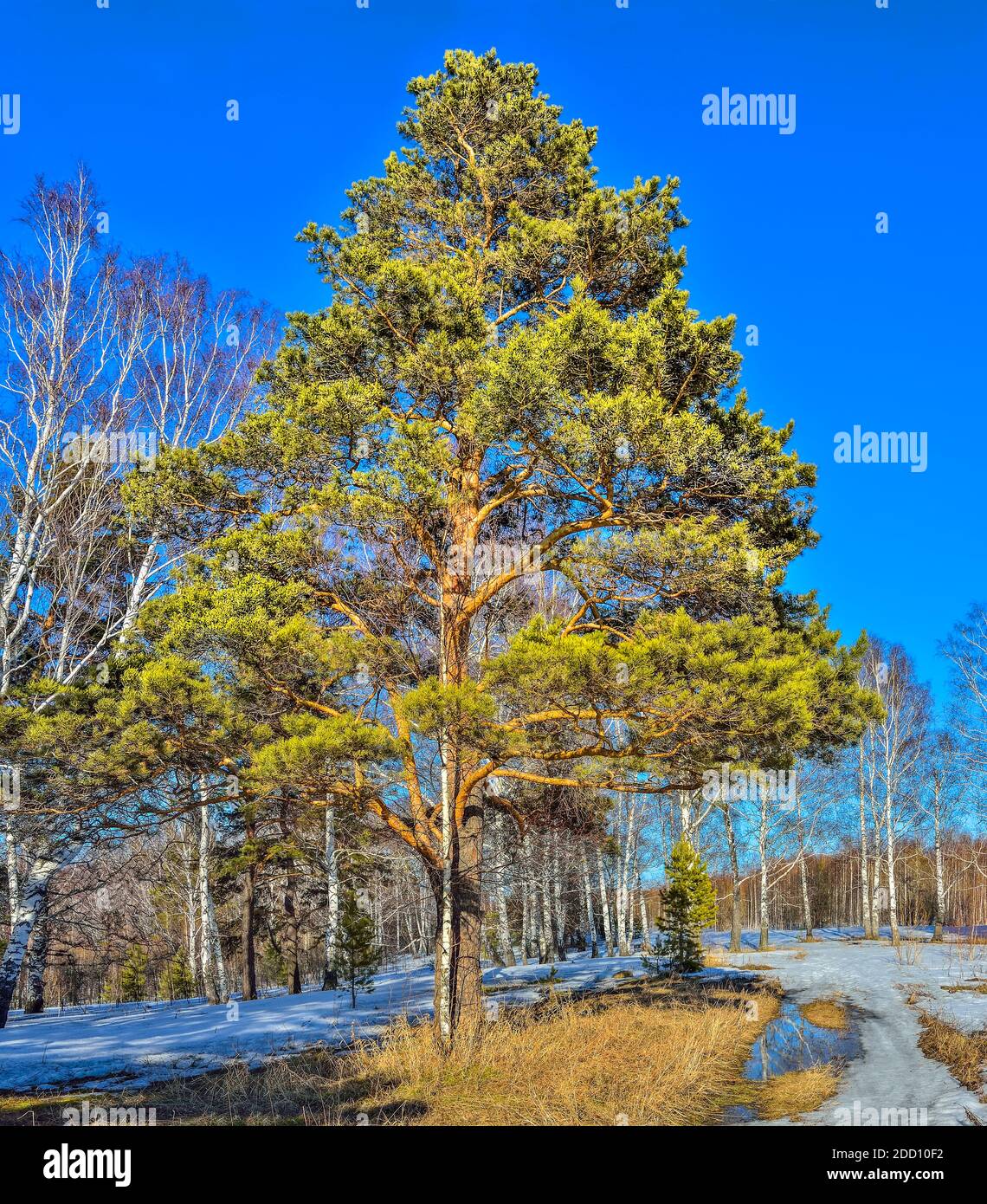 Paesaggio primaverile nella foresta dove uccelli bianchi, alberi di pino verde e erba secca gialla in sciogliersi macchie di neve e puddle di acqua scongelata a. Foto Stock