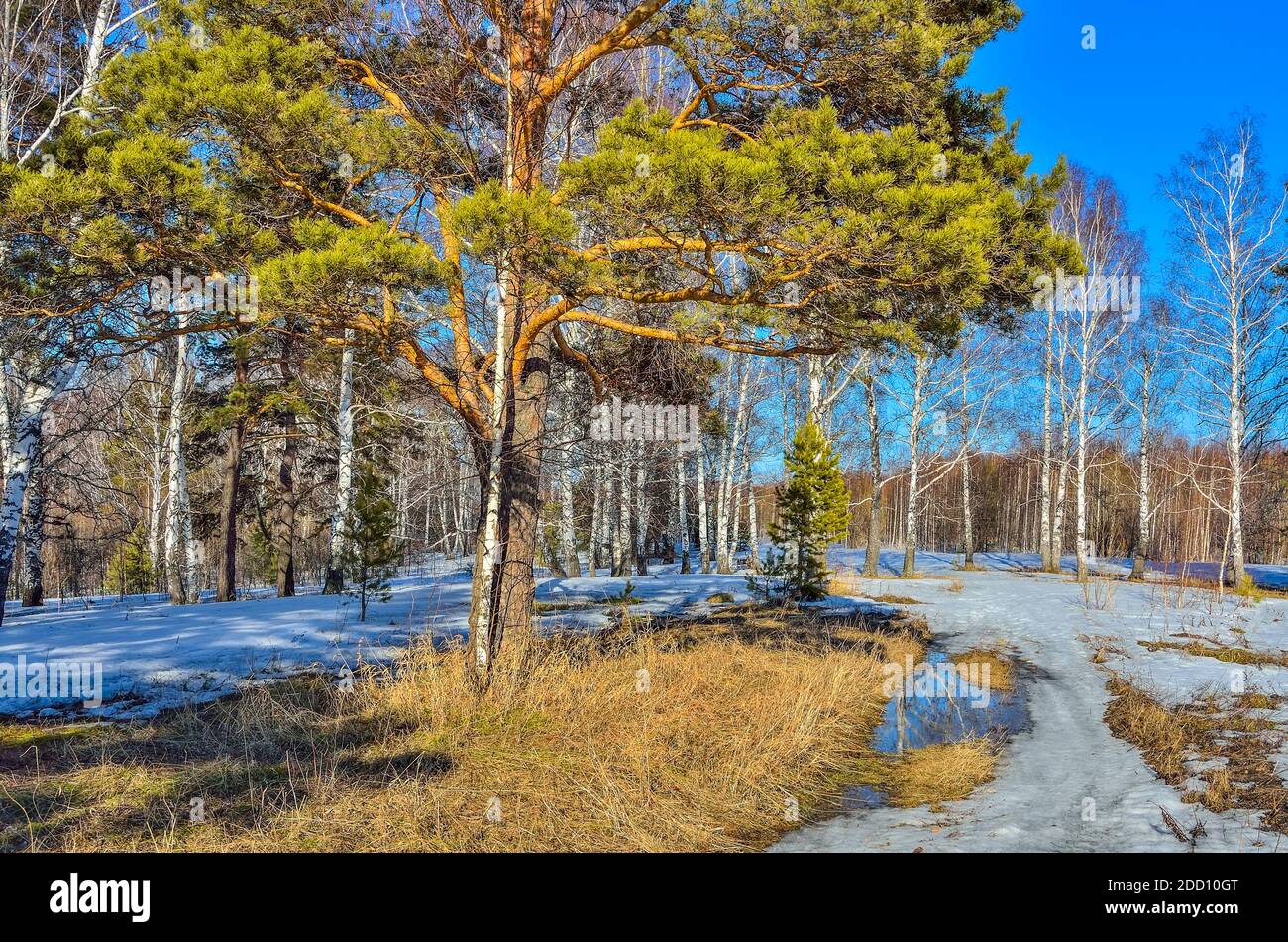 Paesaggio primaverile nella foresta dove uccelli bianchi, alberi di pino verde e erba secca gialla in sciogliersi macchie di neve e puddle di acqua scongelata a. Foto Stock