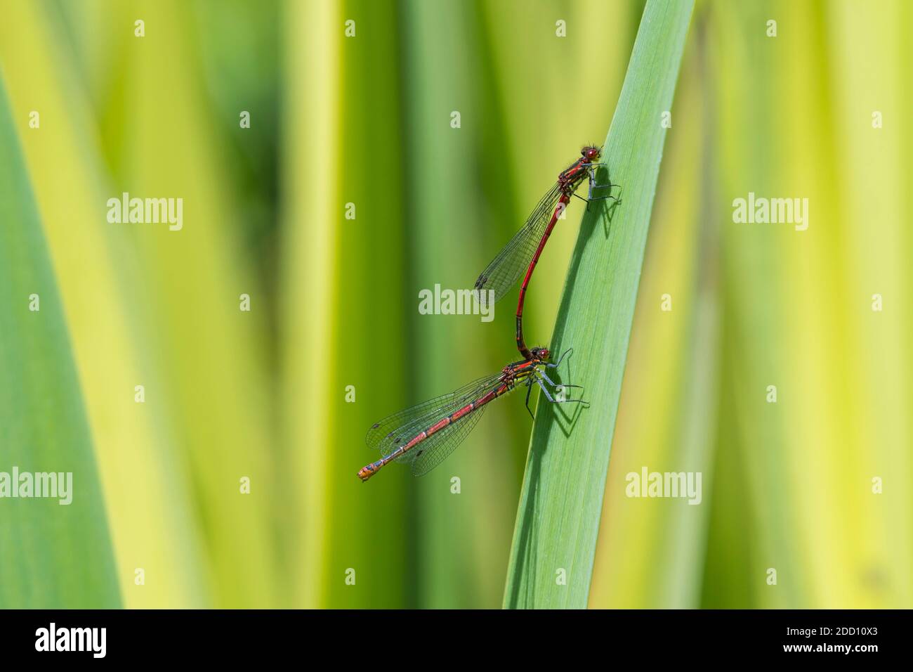 Grandi damselflies rossi, la ninfula di Pyrhosoma, sulle foglie di iride in uno stagno, Dumfries & Galloway, Scozia Foto Stock