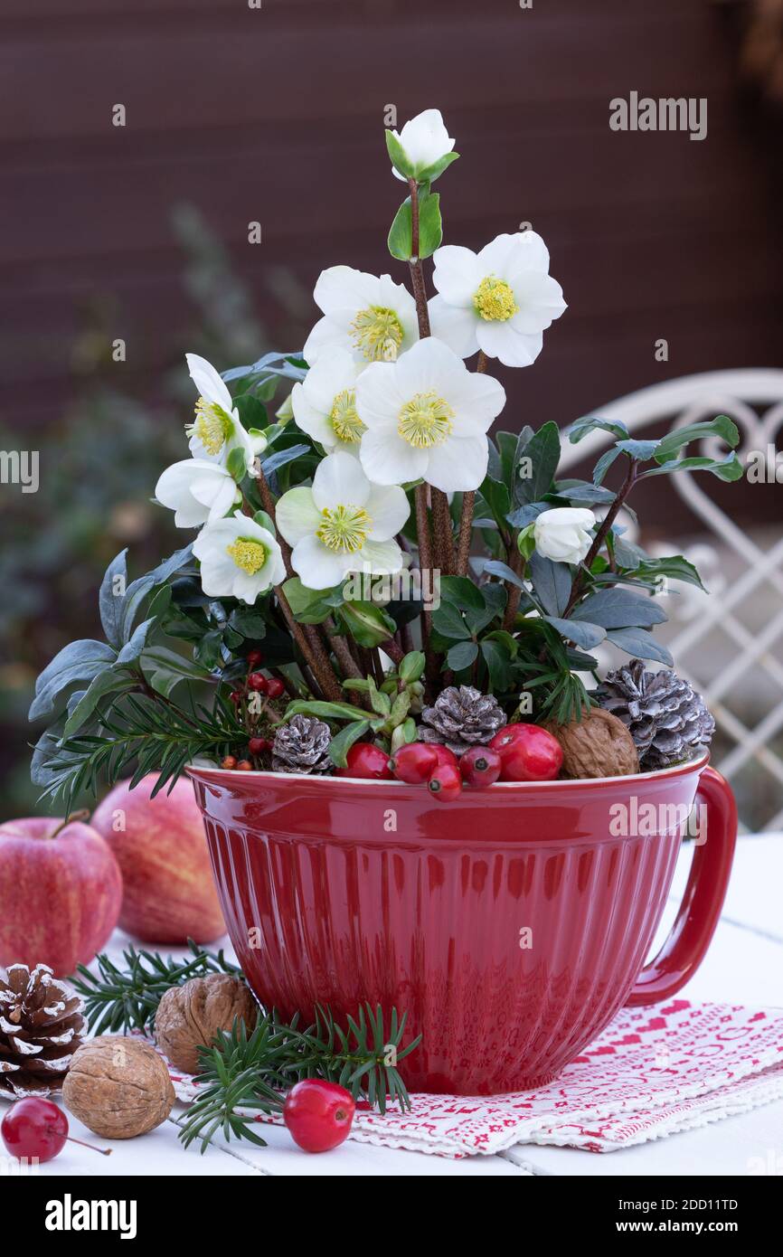 helleborus niger i pentola rossa come decorazione del giardino d'inverno Foto Stock