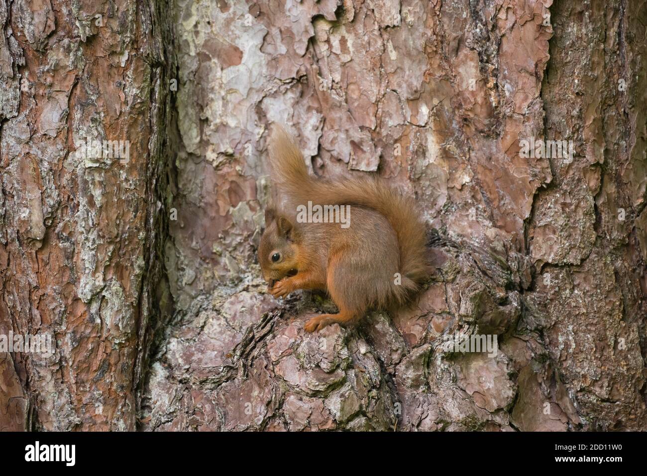 Scoiattolo rosso, Sciurus vulgaris, su un albero di pino scozzese, Dumfries & Galloway, Scozia Foto Stock