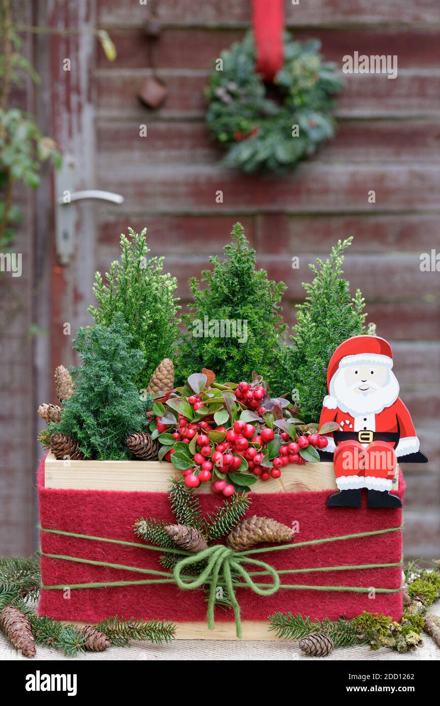 Decorazioni natalizie con Babbo Natale, gaulteria e conifere in scatola di legno Foto Stock