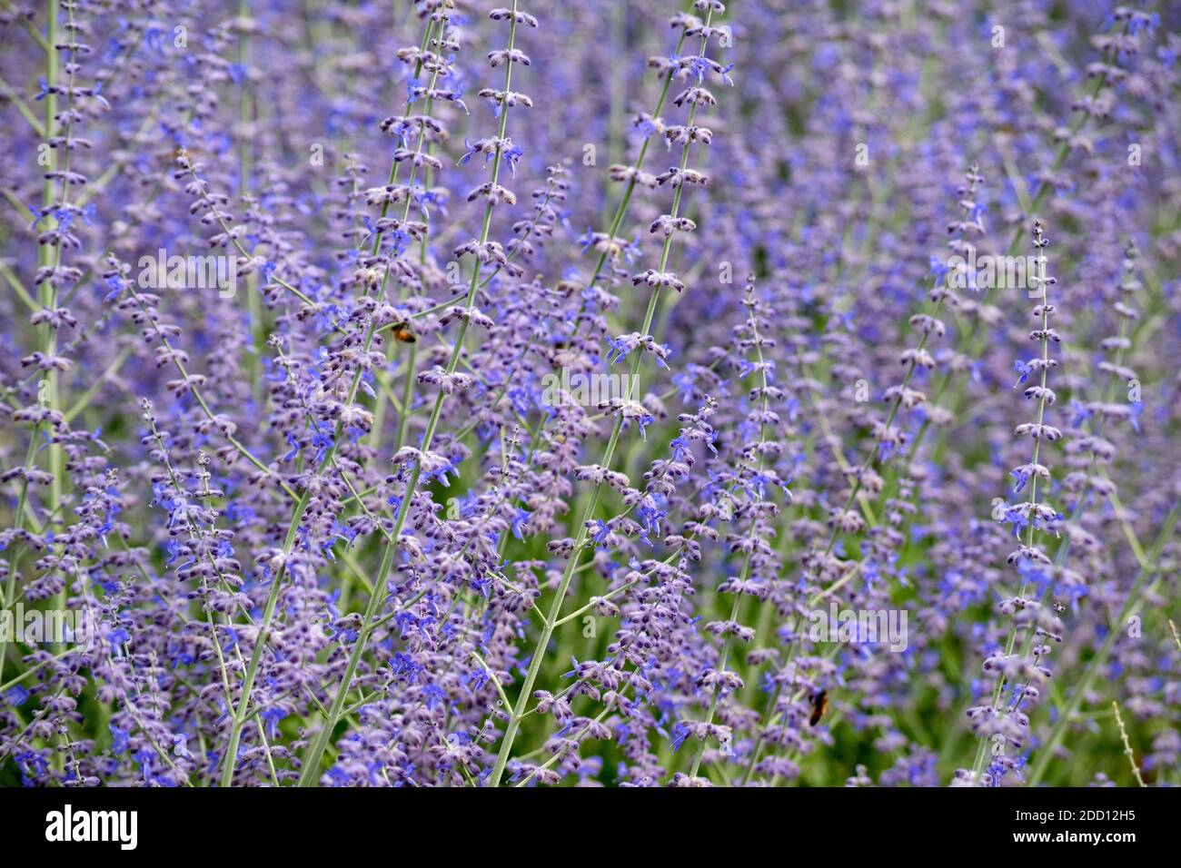 Inglese lavanda vera fronds, Lavandula Angustifolia vera. Foto Stock