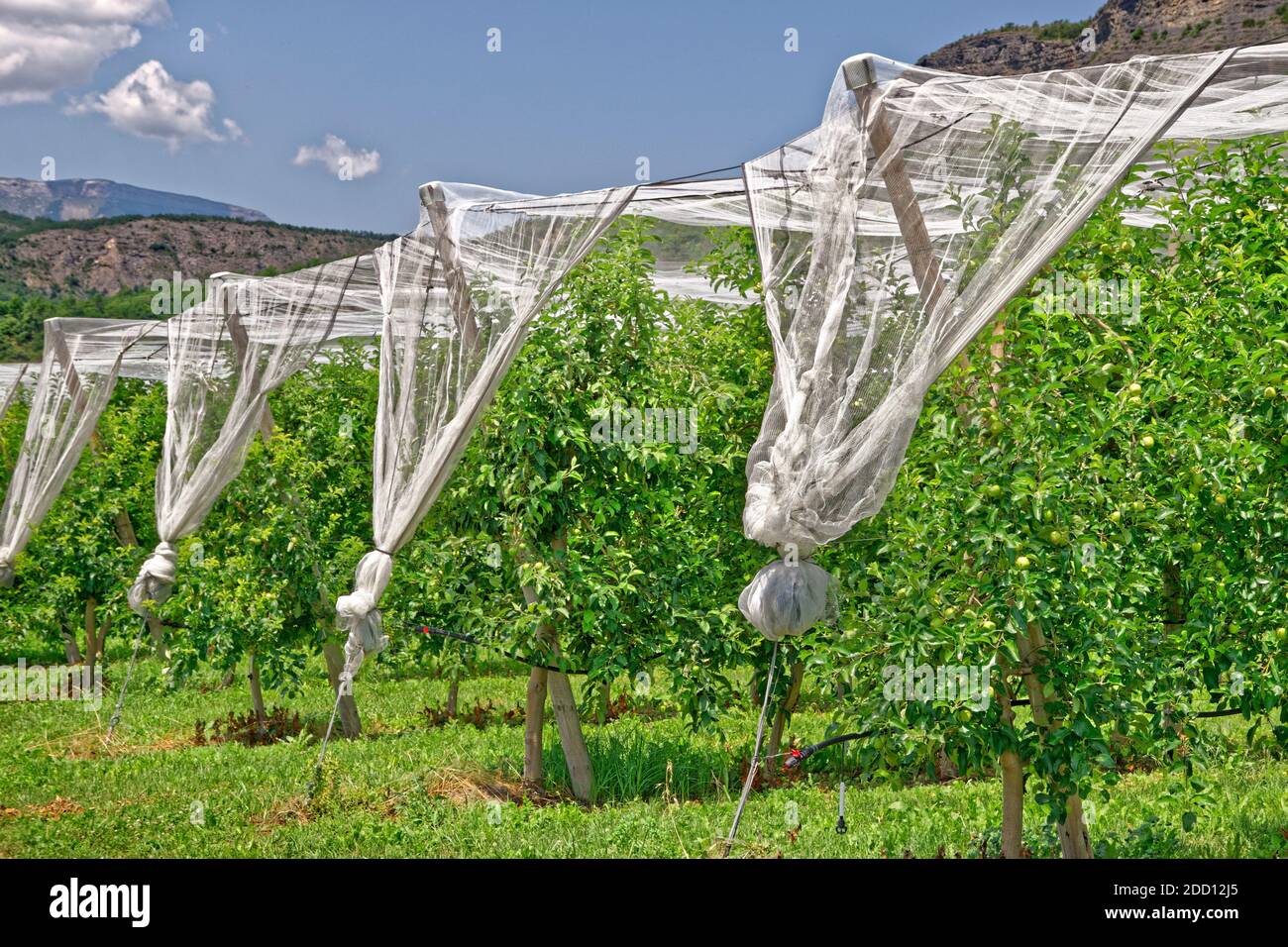 Il raccolto di frutta reti di protezione. Foto Stock