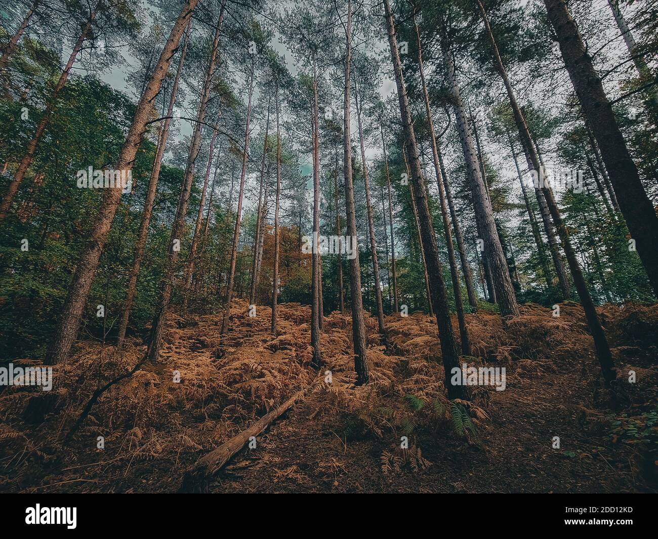 Alti alberi di autunno Foto Stock