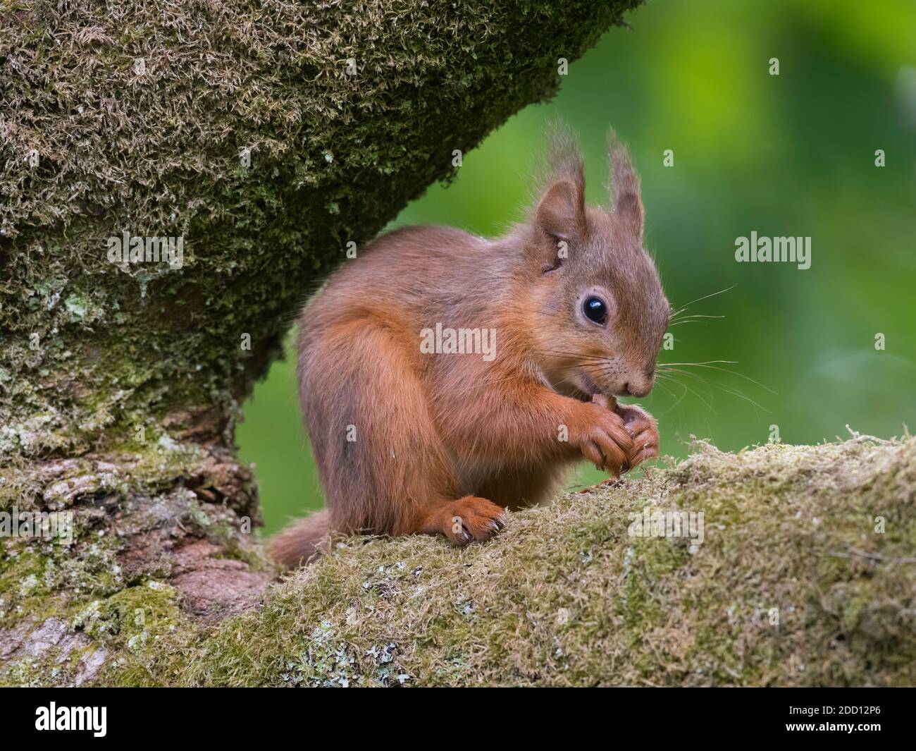 Scoiattolo rosso Sciurus vulgaris, Dumfries & Galloway, Scozia Foto Stock