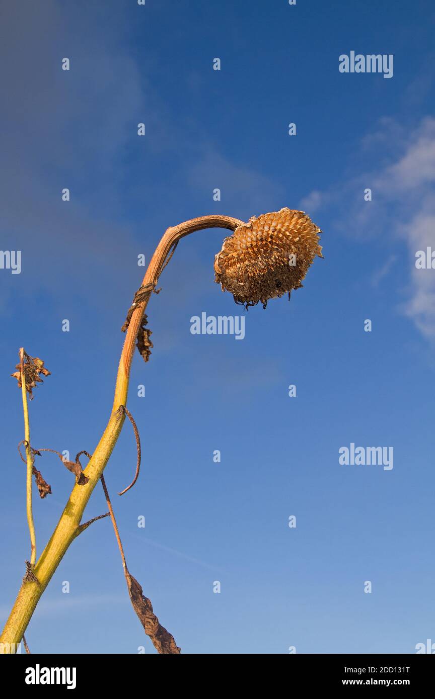 Girasole appassita e secca in autunno contro un cielo blu Foto Stock