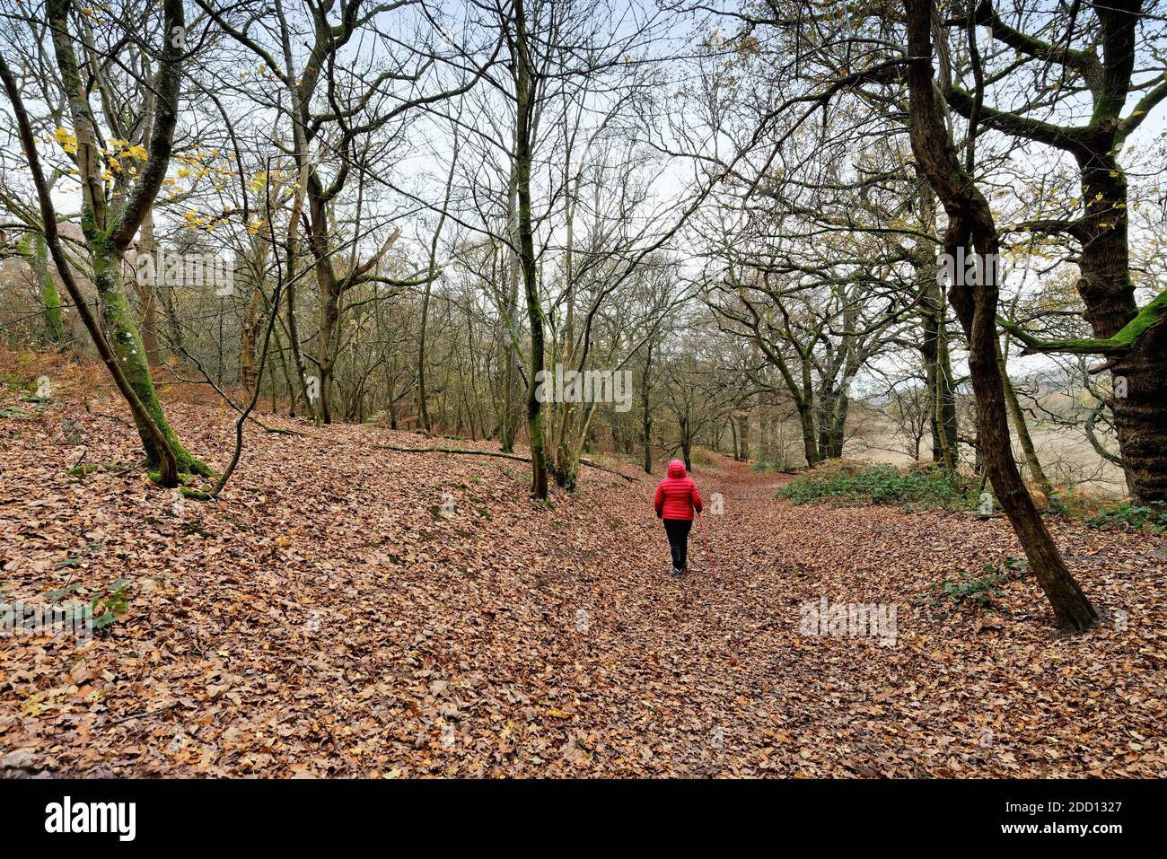 Una donna sola in cappotto rosso che cammina lungo il sentiero dentro Boschi autunnali nelle colline Surrey vicino Dorking Inghilterra UK Foto Stock