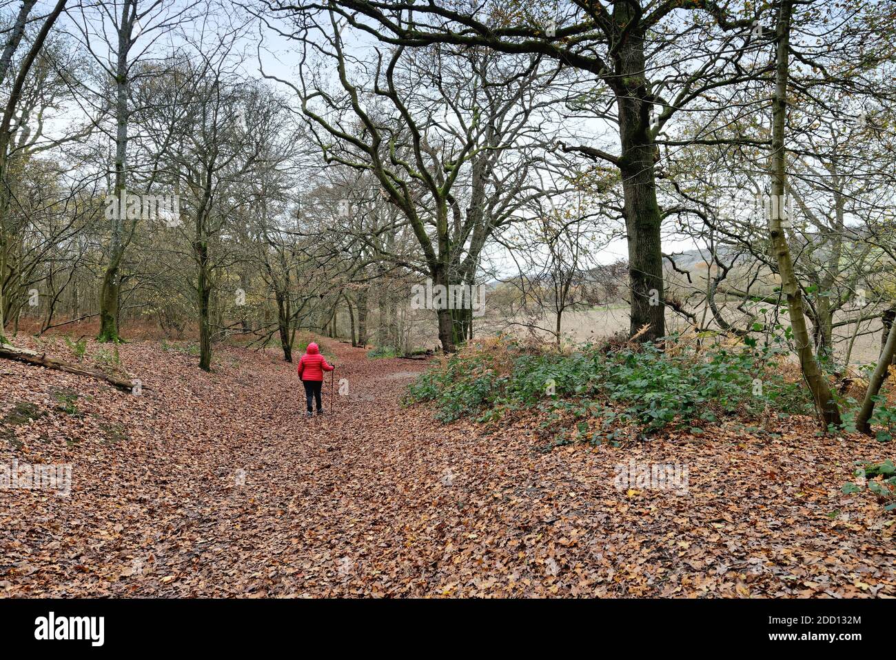 Una donna sola in cappotto rosso che cammina lungo il sentiero dentro Boschi autunnali nelle colline Surrey vicino Dorking Inghilterra UK Foto Stock