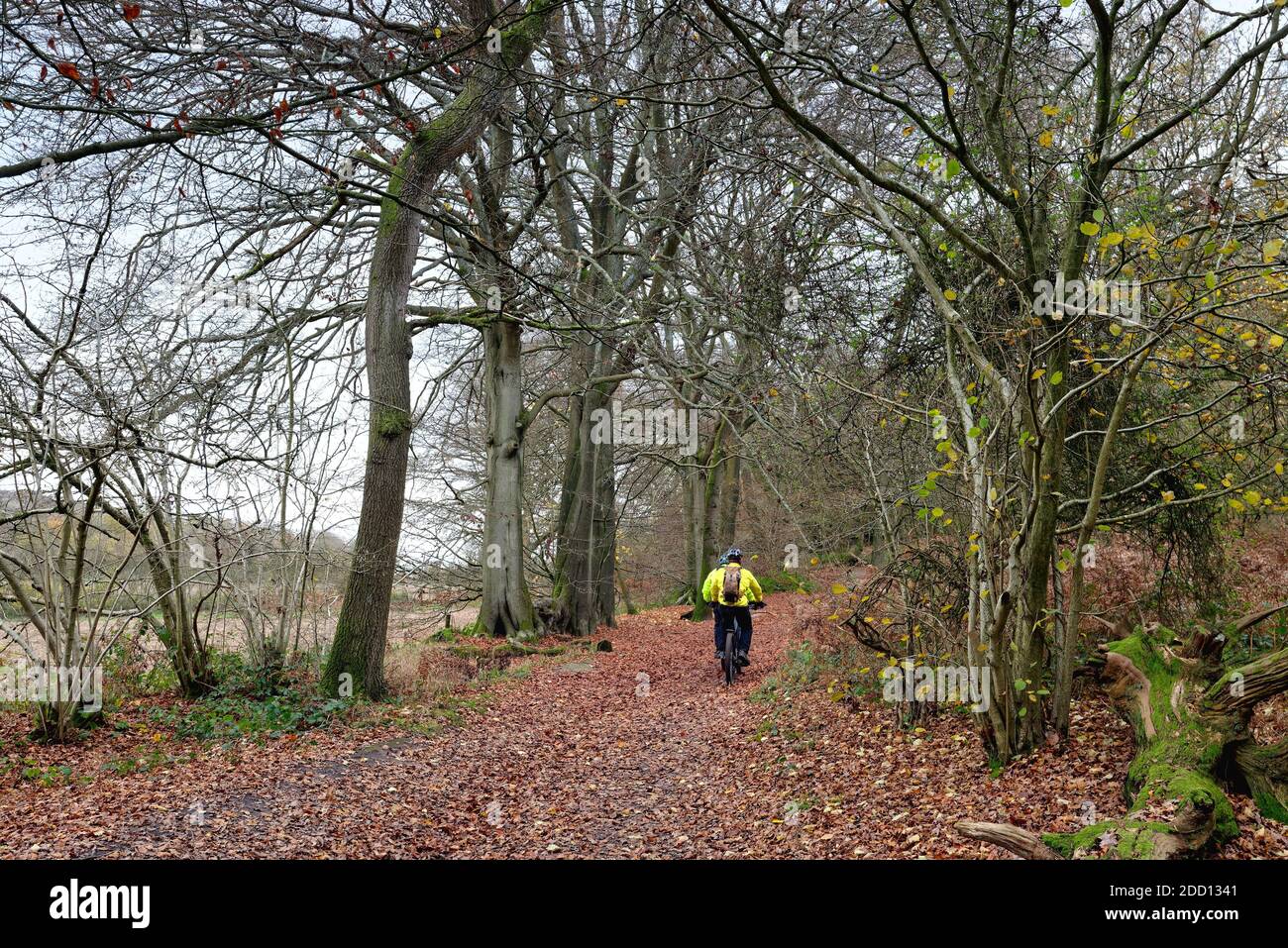 Due ciclisti maschili che cavalcano i boschi di Abinger Roughs Sulla North Downs Surrey Hills Inghilterra Regno Unito Foto Stock