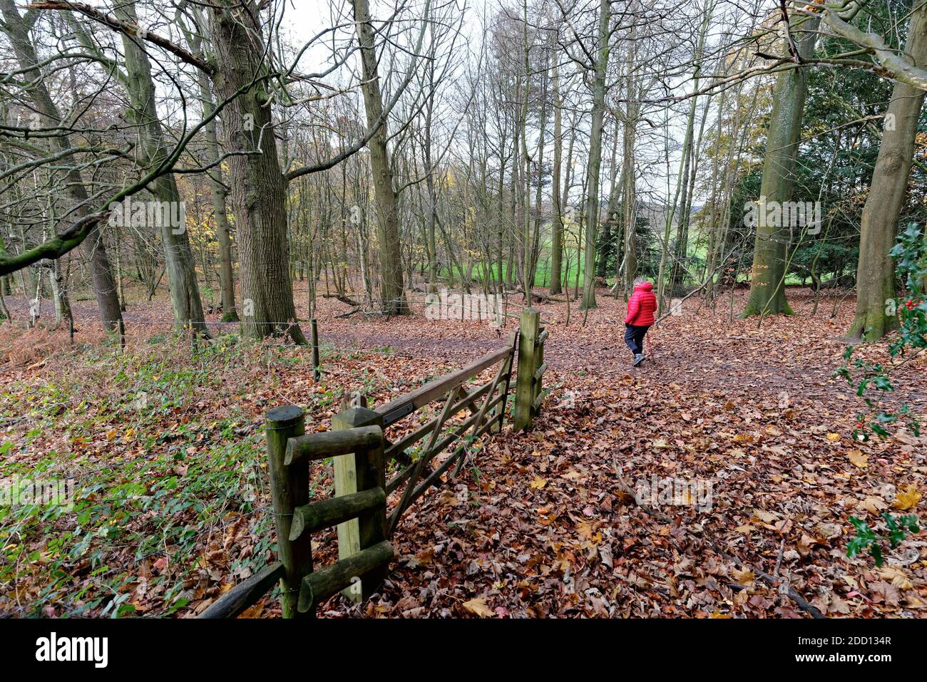 Una donna sola in cappotto rosso che cammina lungo il sentiero dentro Boschi autunnali nelle colline Surrey vicino Dorking Inghilterra UK Foto Stock