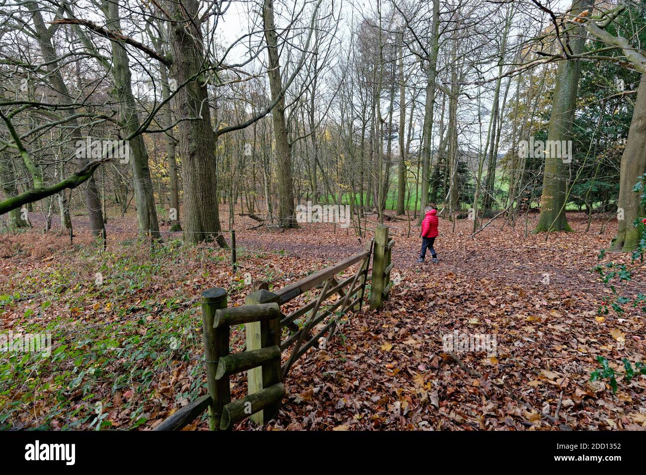 Una donna sola in cappotto rosso che cammina lungo il sentiero dentro Boschi autunnali nelle colline Surrey vicino Dorking Inghilterra UK Foto Stock