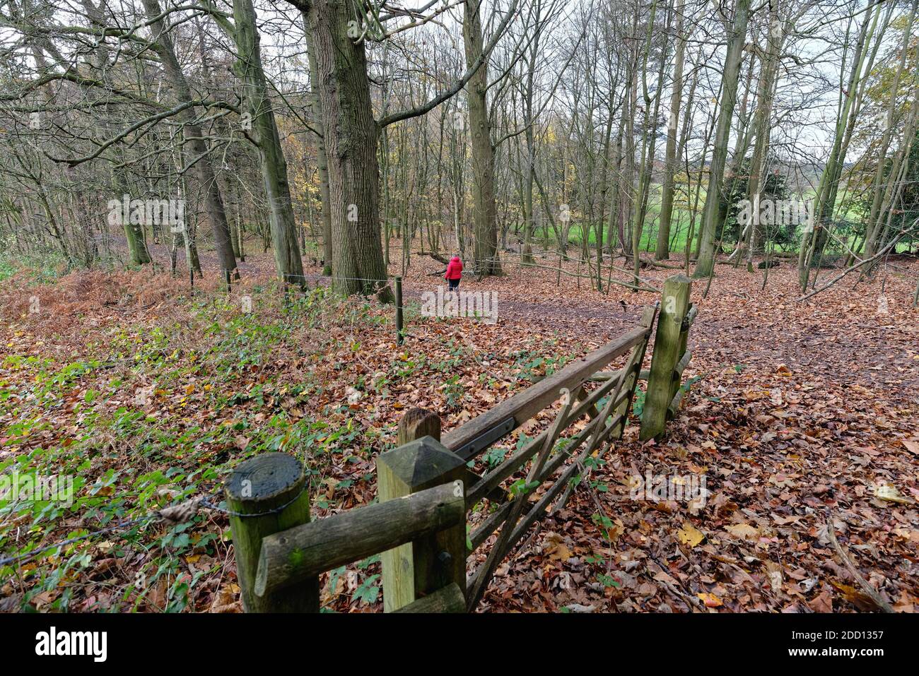 Una donna sola in cappotto rosso che cammina lungo il sentiero dentro Boschi autunnali nelle colline Surrey vicino Dorking Inghilterra UK Foto Stock