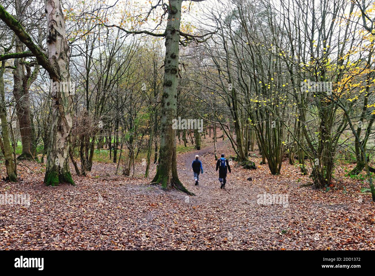 Coppie anziane che camminano attraverso boschi autunnali in Abinger Roughs sul North Downs, Surrey Hills Inghilterra UK Foto Stock