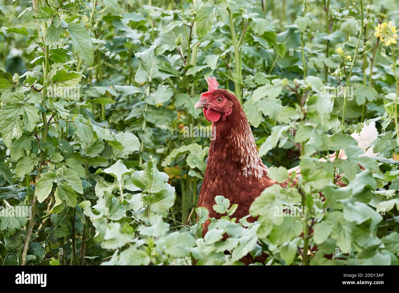 Una gallina marrone a raggio libero che si nasconde in un campo di colza alto su fattoria di pollo biologica Foto Stock