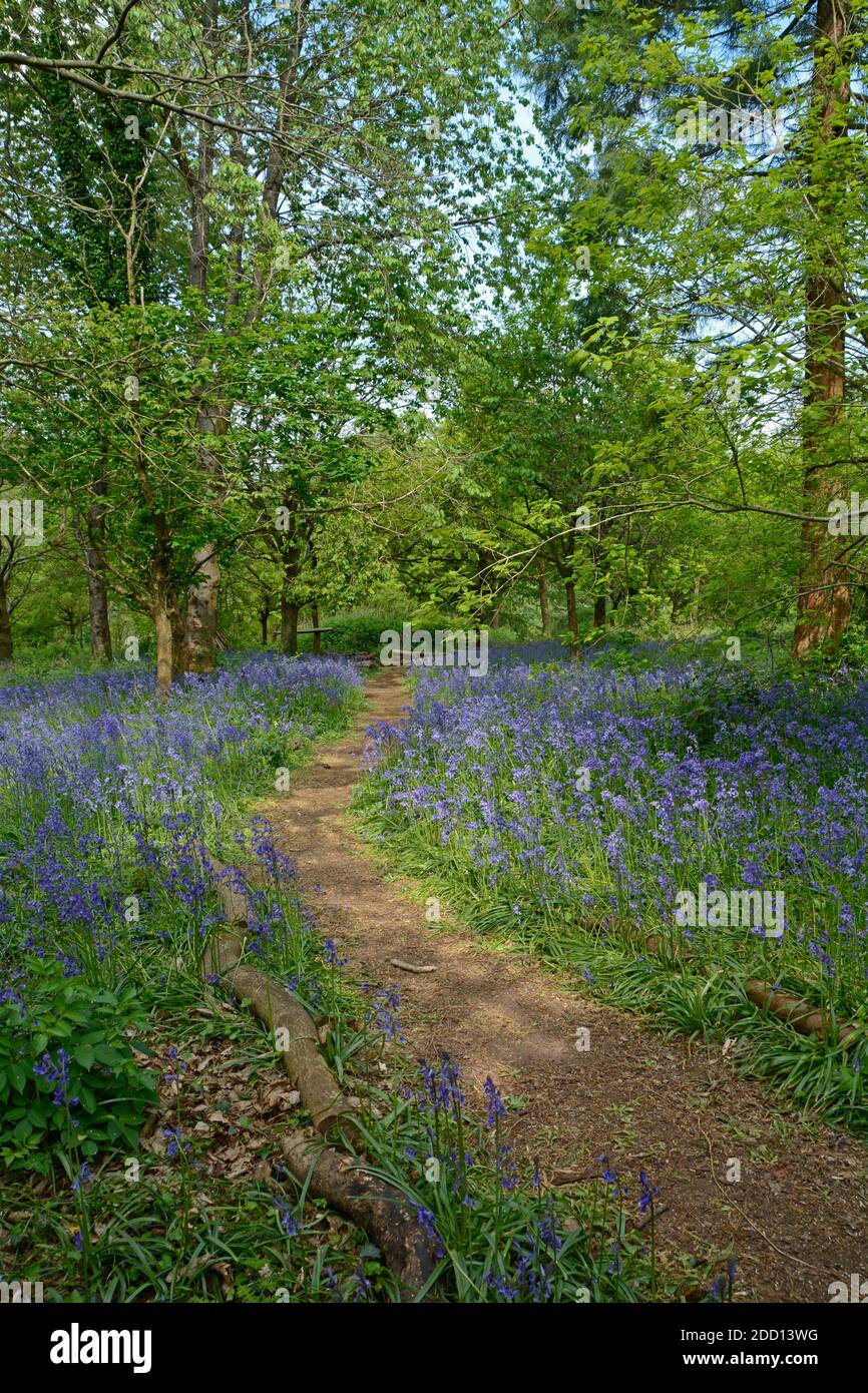 Tappeto di legno del Bluebell comune Foto Stock