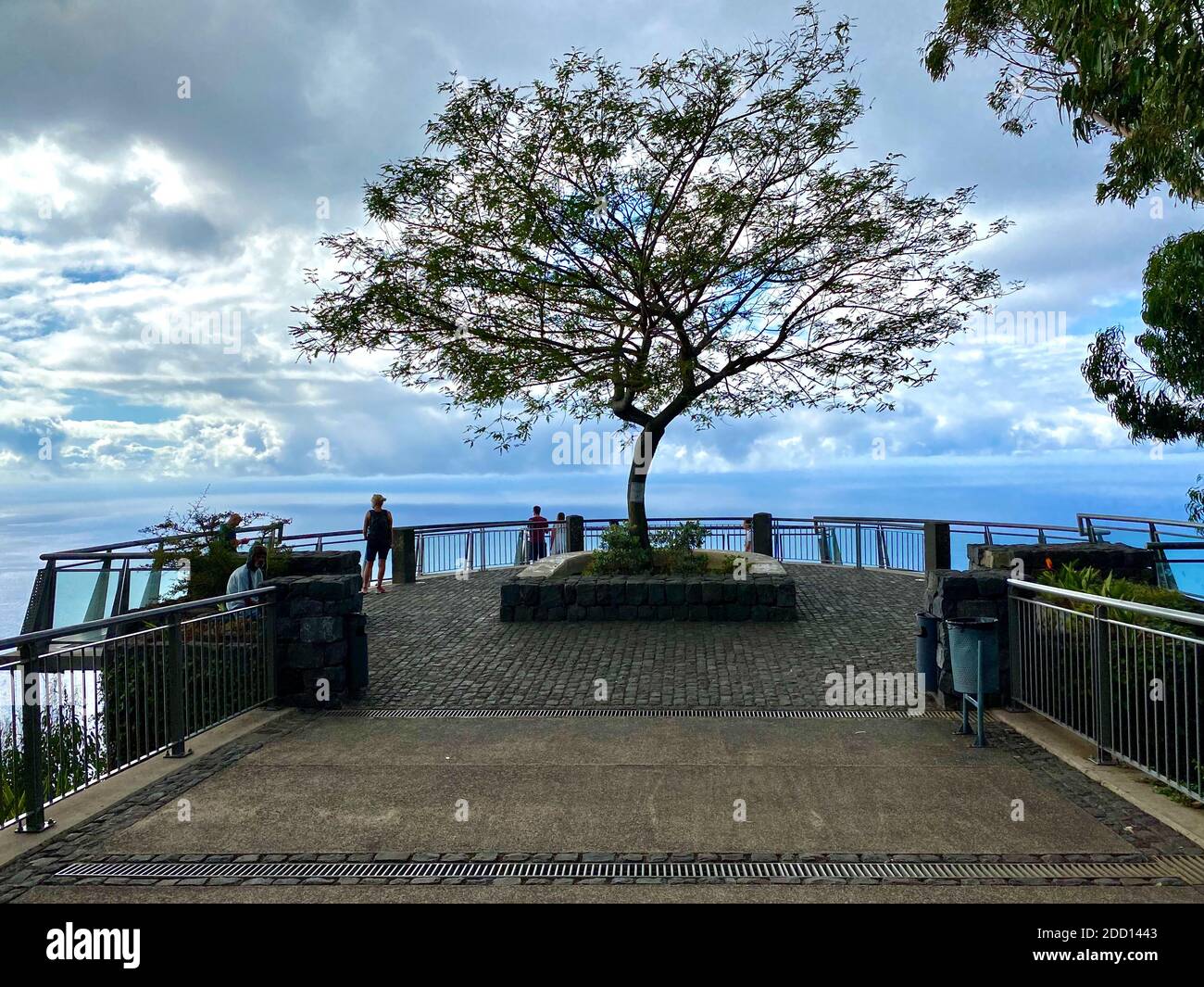 Albero che cresce in cima Cabo Girao, Madeira, la più alta falesia d'Europa. Una spettacolare area panoramica sul lungomare con un passaggio sopraelevato in vetro e ampie vedute Foto Stock