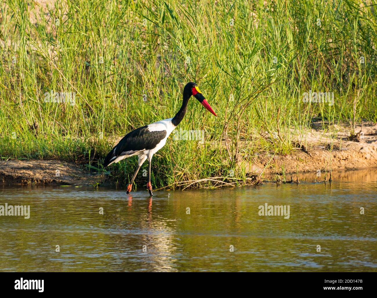 Cicogna in sella, Ephippiorhynchus senegalensis, guado nel fiume, Greater Kruger National Park, Sudafrica Foto Stock