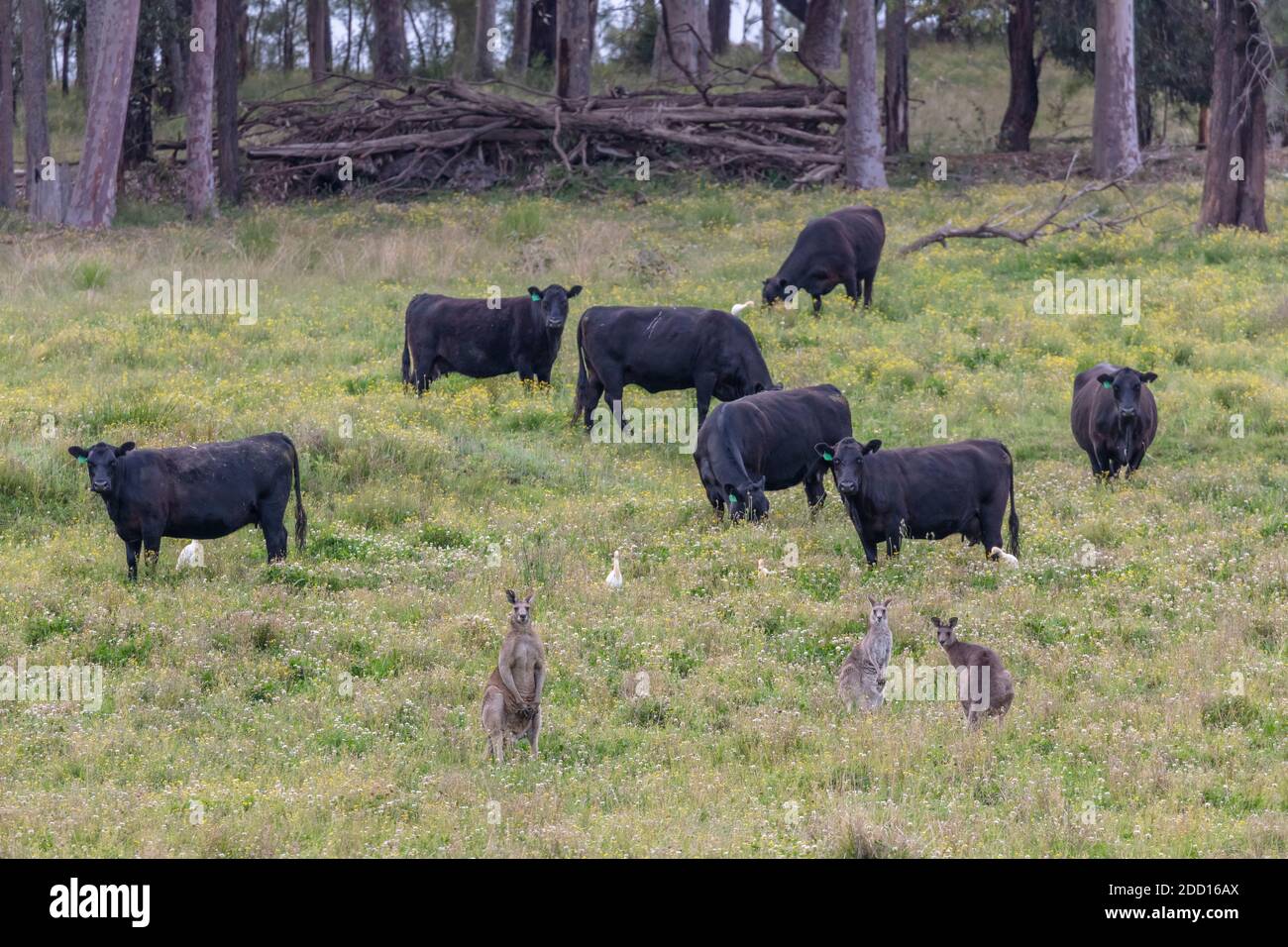 Uccelli mucche e canguri in un campo agricolo regionale Nuovo Galles del Sud in Australia Foto Stock